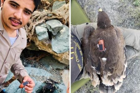 The incredible journey and interesting facts of a bald eagle that was tracked over 1 year..