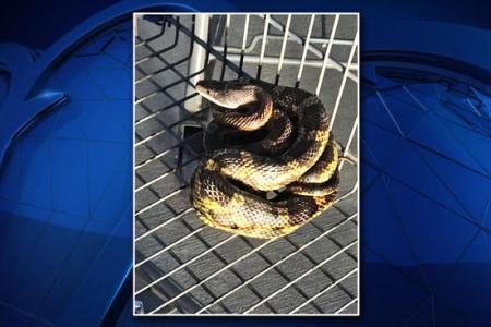 Snakes at Walmart?