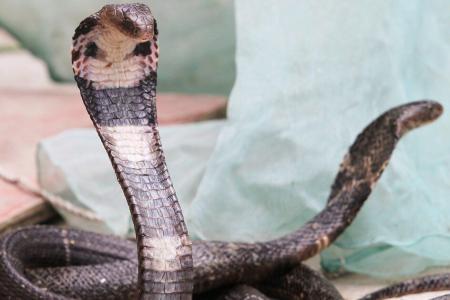 Snakes May be the Source of the Wuhan Coronavirus Outbreak.